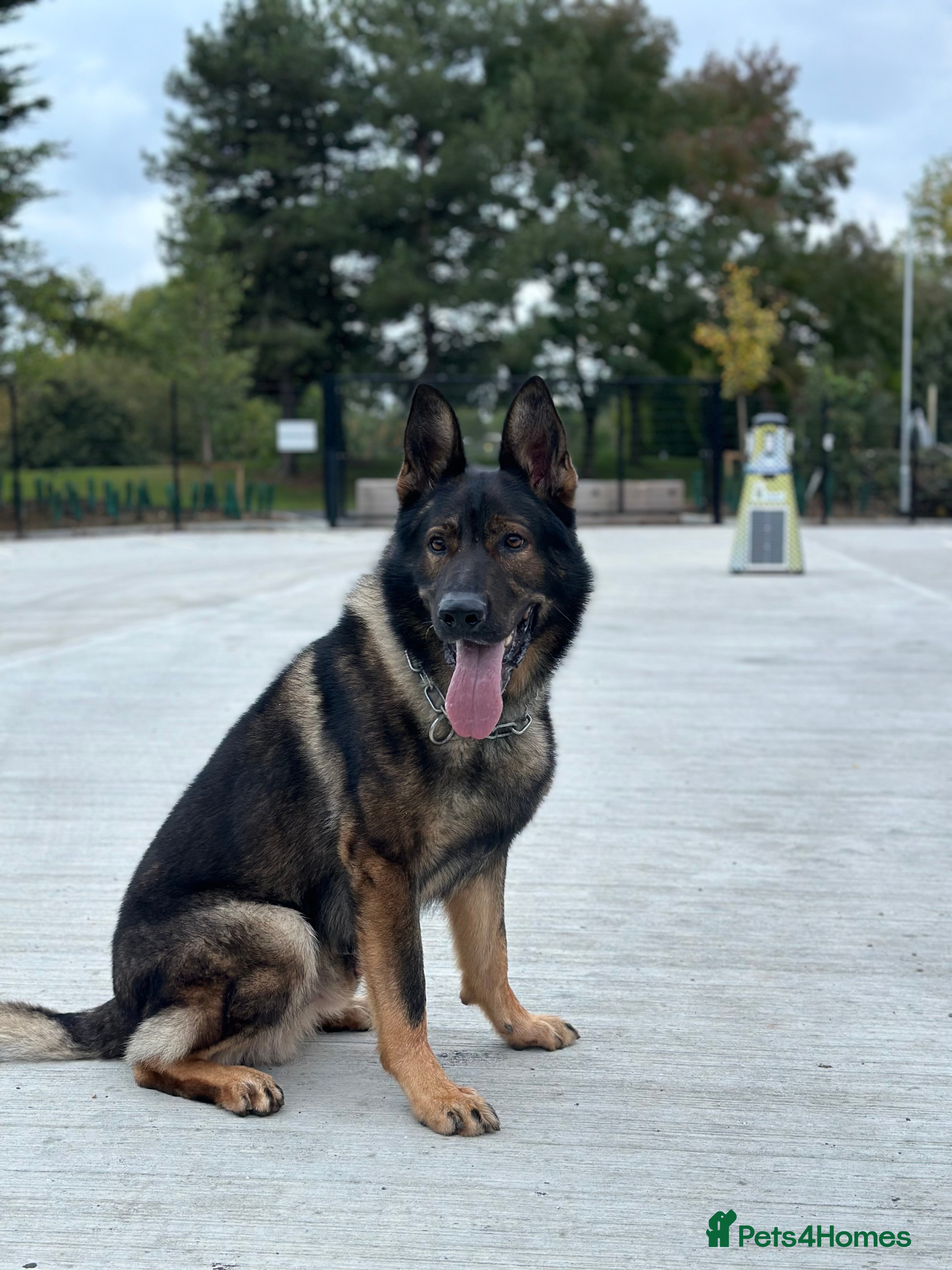 German Shepherd dogs Stuning Gsd Male for Stud in Wokingham - Advert 14