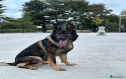 German Shepherd dogs for stud: Stuning Gsd Male for Stud in Wokingham - Image 1