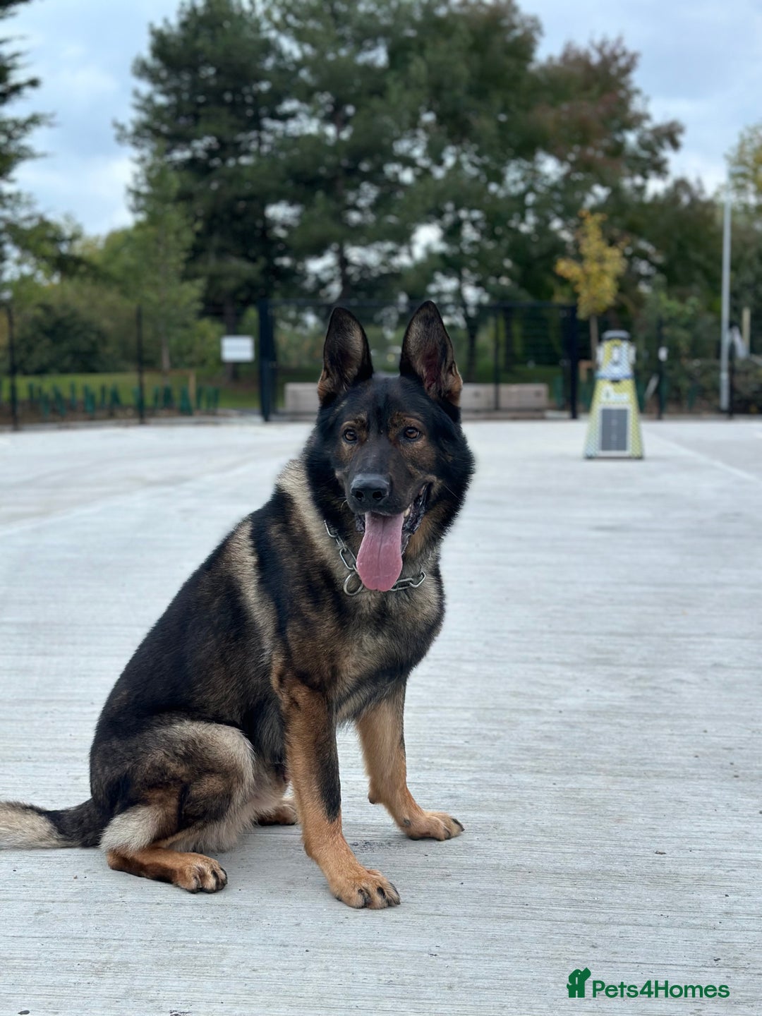 German Shepherd dogs for stud: Stuning Gsd Male for Stud in Wokingham - Image 1