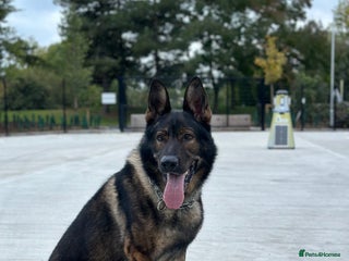German Shepherd dogs in Wokingham - Advert 11
