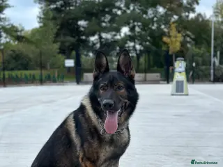 German Shepherd dogs Stuning Gsd Male for Stud in Wokingham - Advert 20