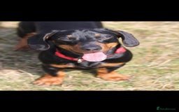 Dachshund dogs for sale: Kc registered dachshund  - Image 5