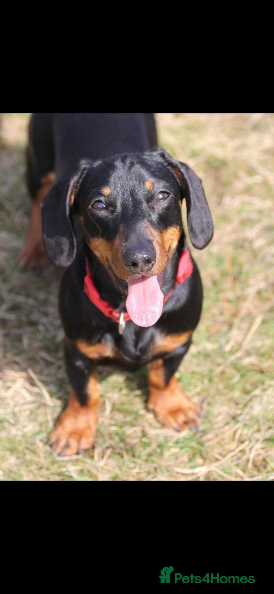 Dachshund dogs for sale: Kc registered dachshund  - Image 5