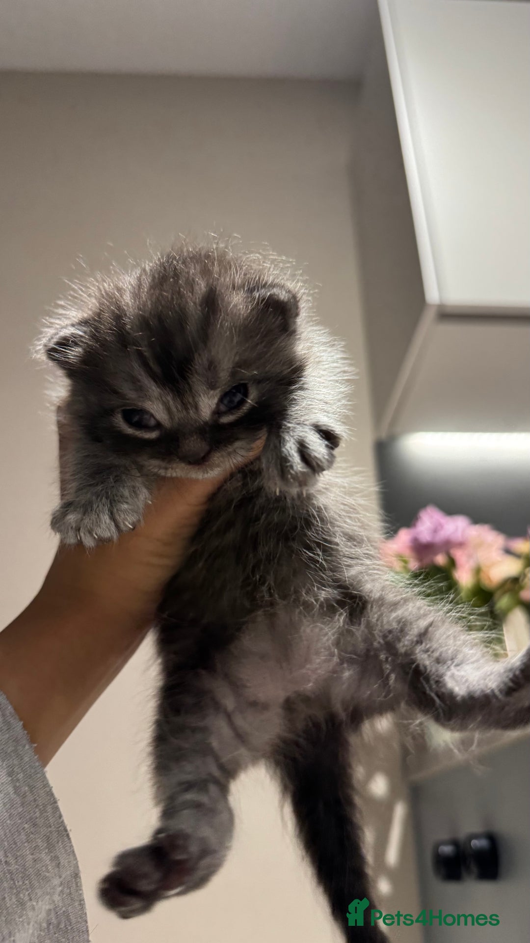 British Shorthair cats for sale: 🐾✨ Looking for Their Forever Home ✨🐾 - Image 17