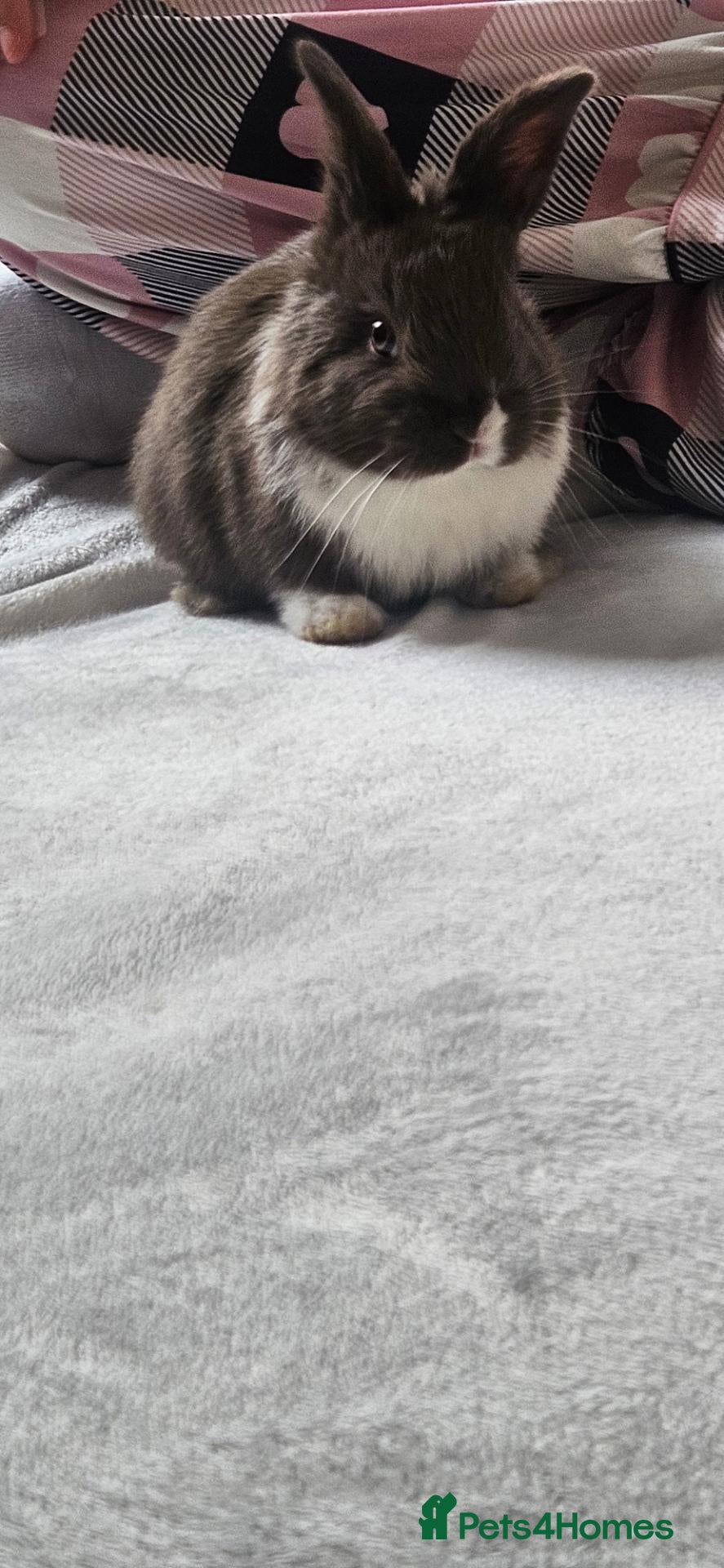 Mixed Breed rabbits for sale: They are mix rex and Dutch 💖 - Advert 1