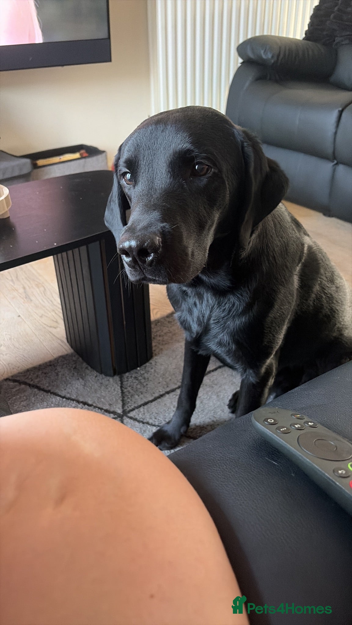 Labrador Retriever dogs Labrador Retriever  - Advert 4