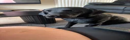 Labrador Retriever dogs for sale: Labrador Retriever  in Willenhall - Advert 1