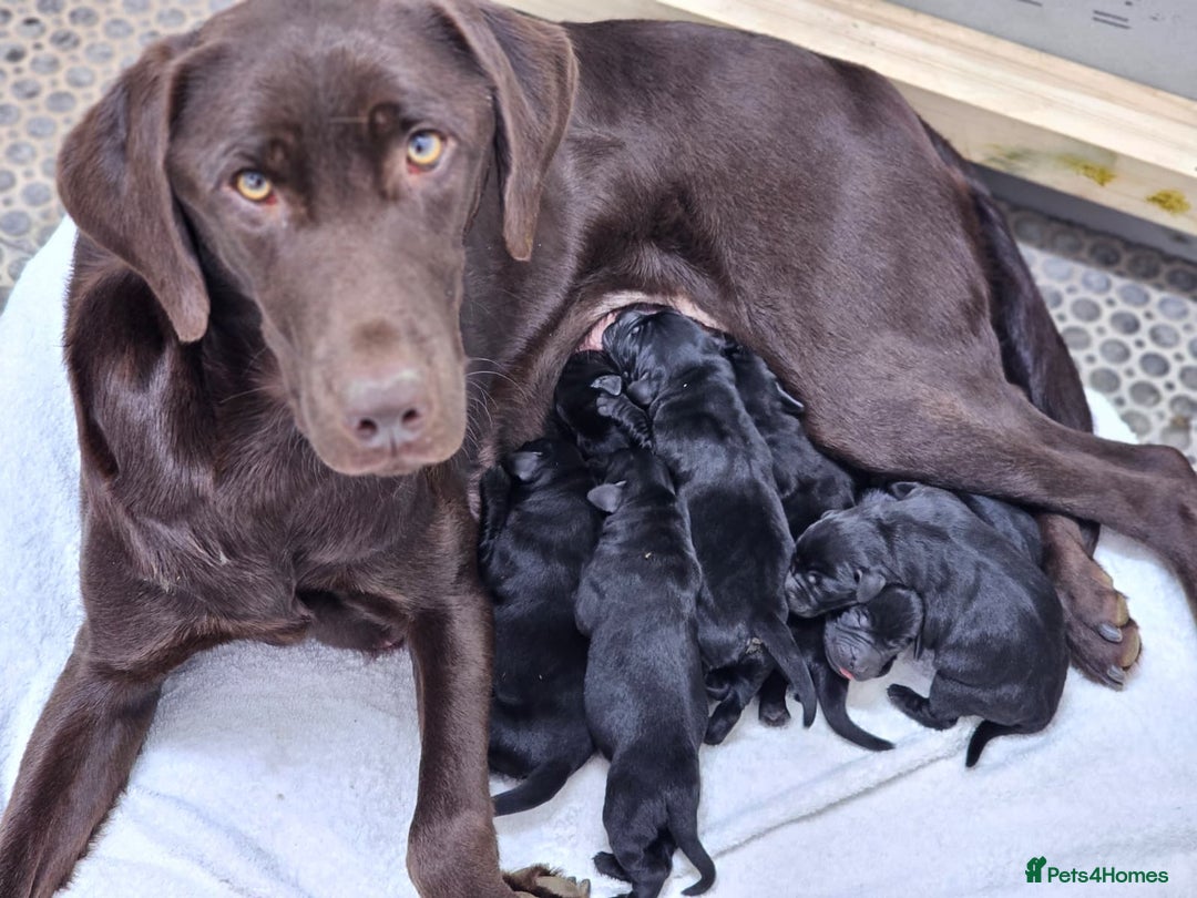 Labrador Retriever dogs for sale: 🐾 Adorable Black Labrador Puppies Ready Soon 🖤🐾 - Image 14