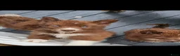 Siberian Husky dogs for sale: Ready to go ! Siberian Husky - Advert 9