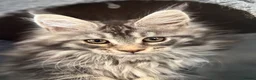 Maine Coon cats for sale: Maine coon kittens TICA - Advert 9
