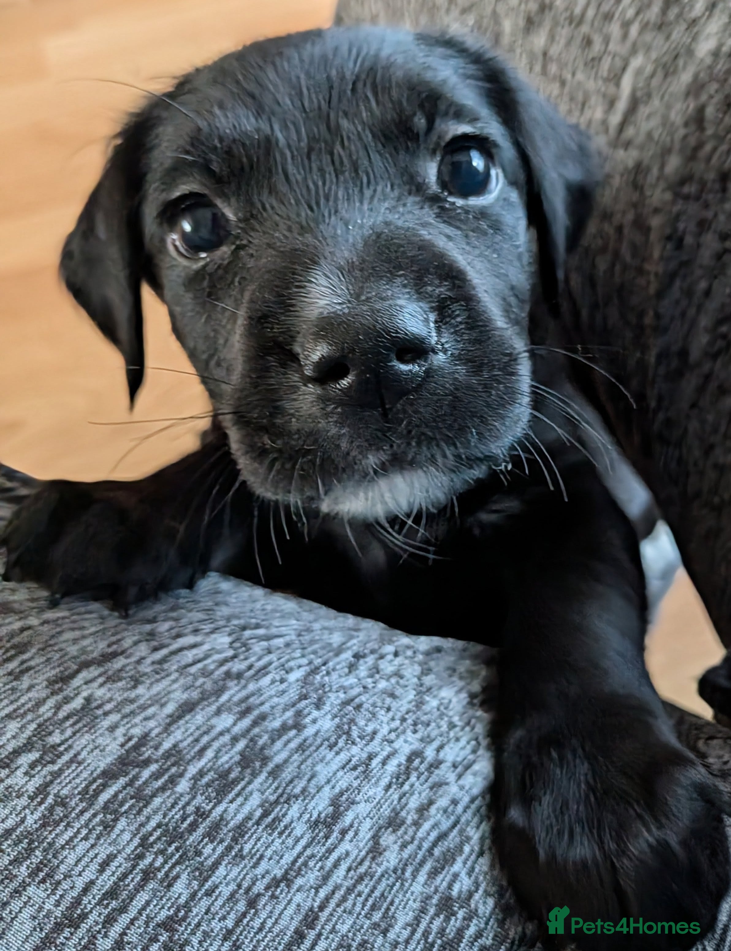 Mixed Breed dogs Golden Retriever X Greater Swiss Mountain Dog - Advert 2