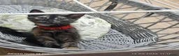 Mixed Breed cats for sale: Four girls. - Advert 4