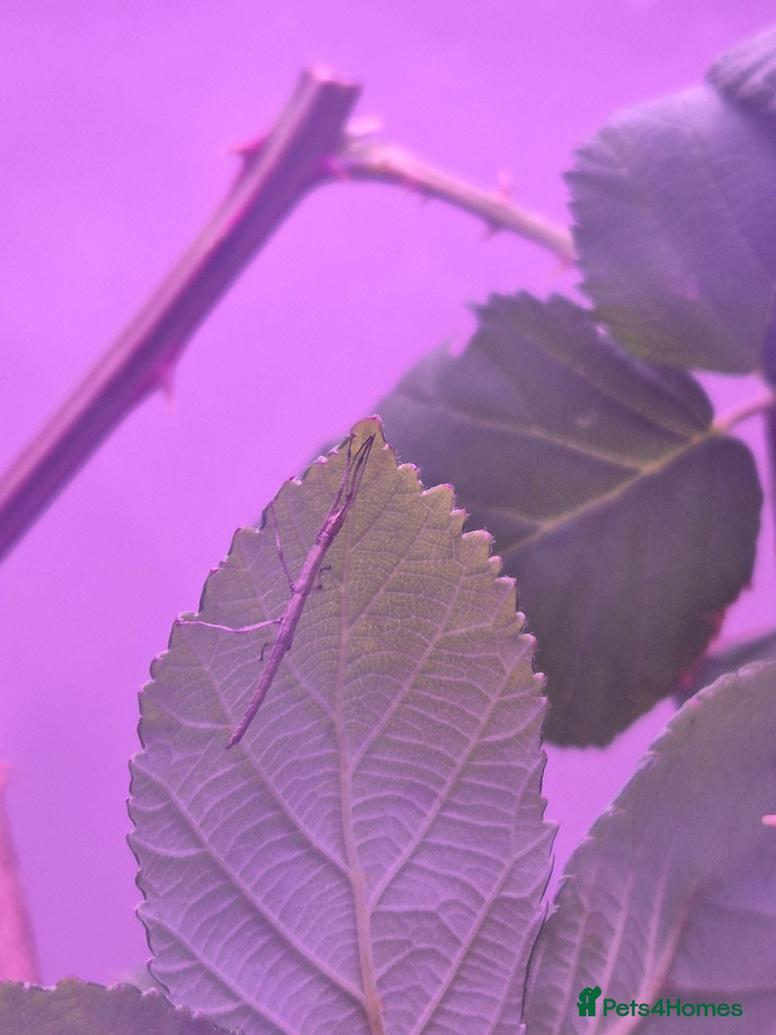 Stick Insects invertebrates Indian Stick Insects mix ages - Advert 6