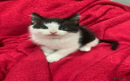 British Shorthair cats for sale: Beautiful kittens looking for new home  - Image 9