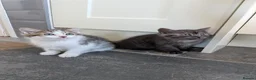 Mixed Breed cats for sale: 3 male kittens for sale - Advert 14