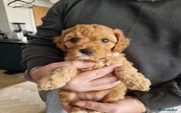 Cavapoo dogs for sale: Beautiful Cavapoo F2 puppies  for sale - Image 6