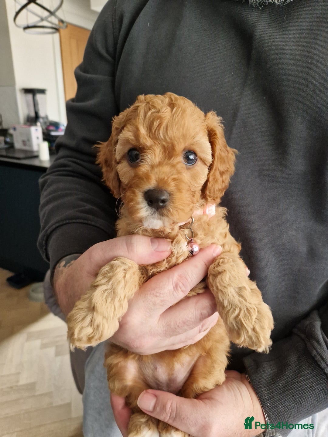 Cavapoo dogs for sale: Beautiful Cavapoo F2 puppies  for sale - Image 6