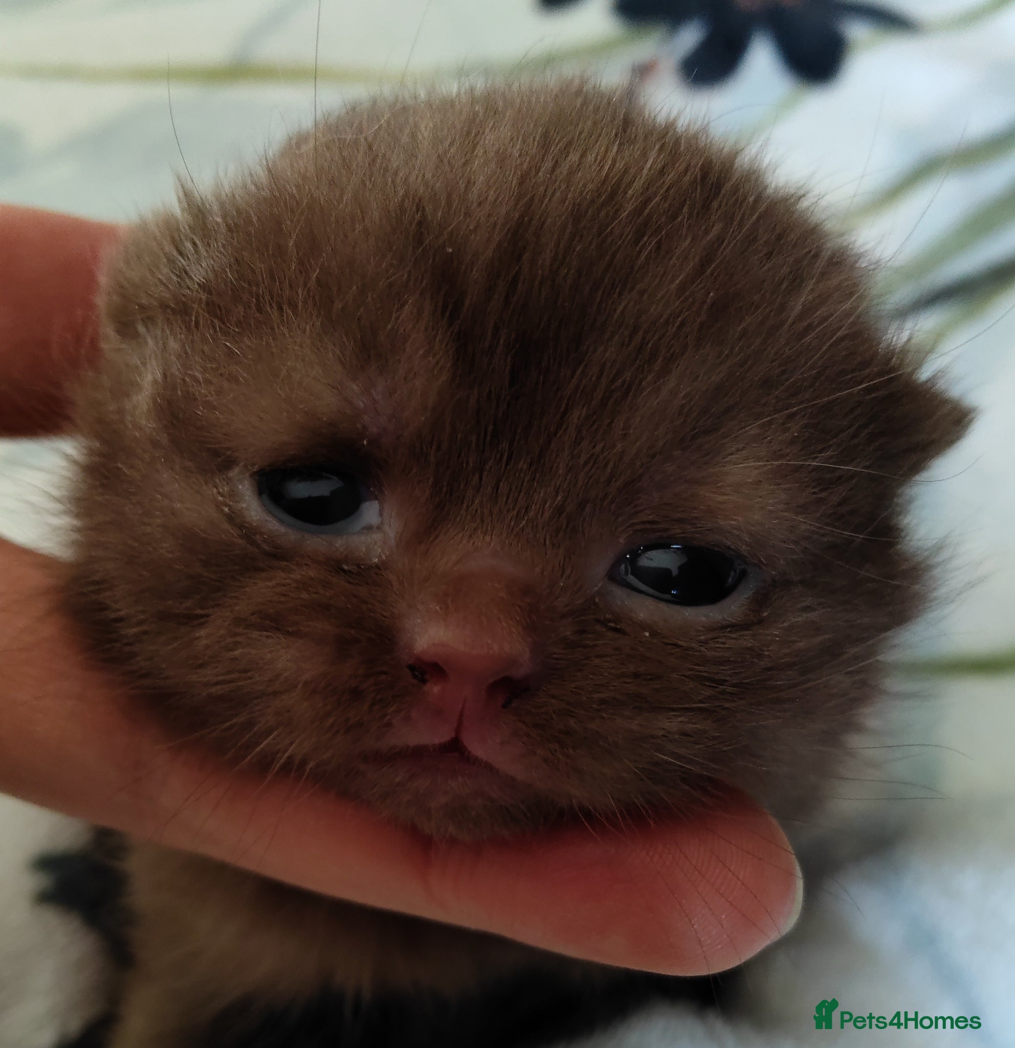 British Shorthair cats Fantastic chocolate pedigree GCCF reg BSH kittens. - Advert 13