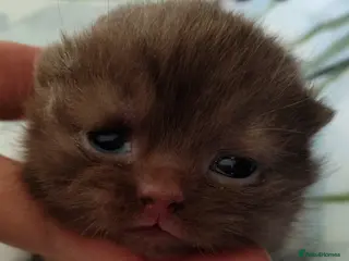 British Shorthair cats Fantastic chocolate pedigree GCCF reg BSH kittens. - Advert 1