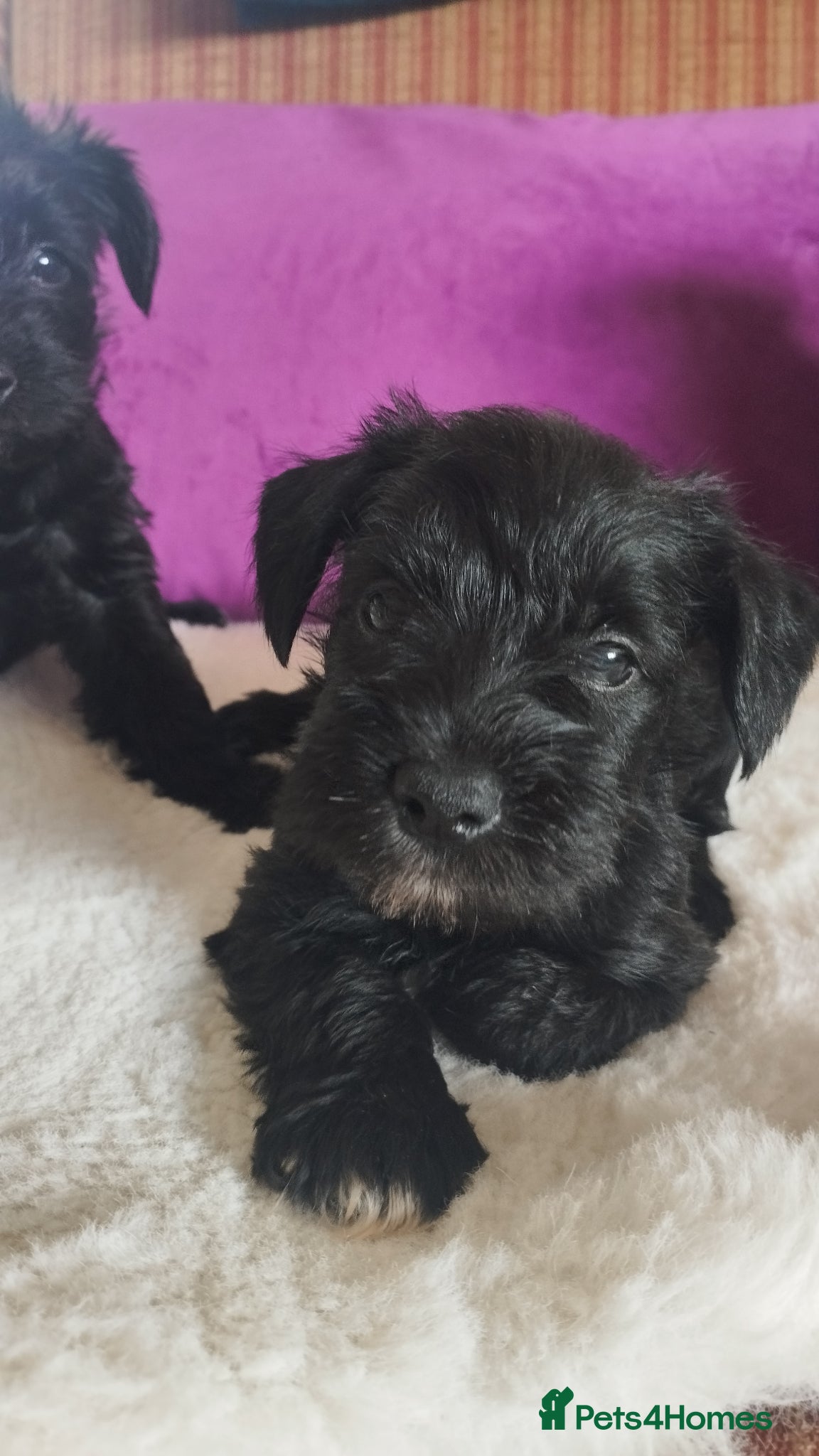 Miniature Schnauzer Puppy 1