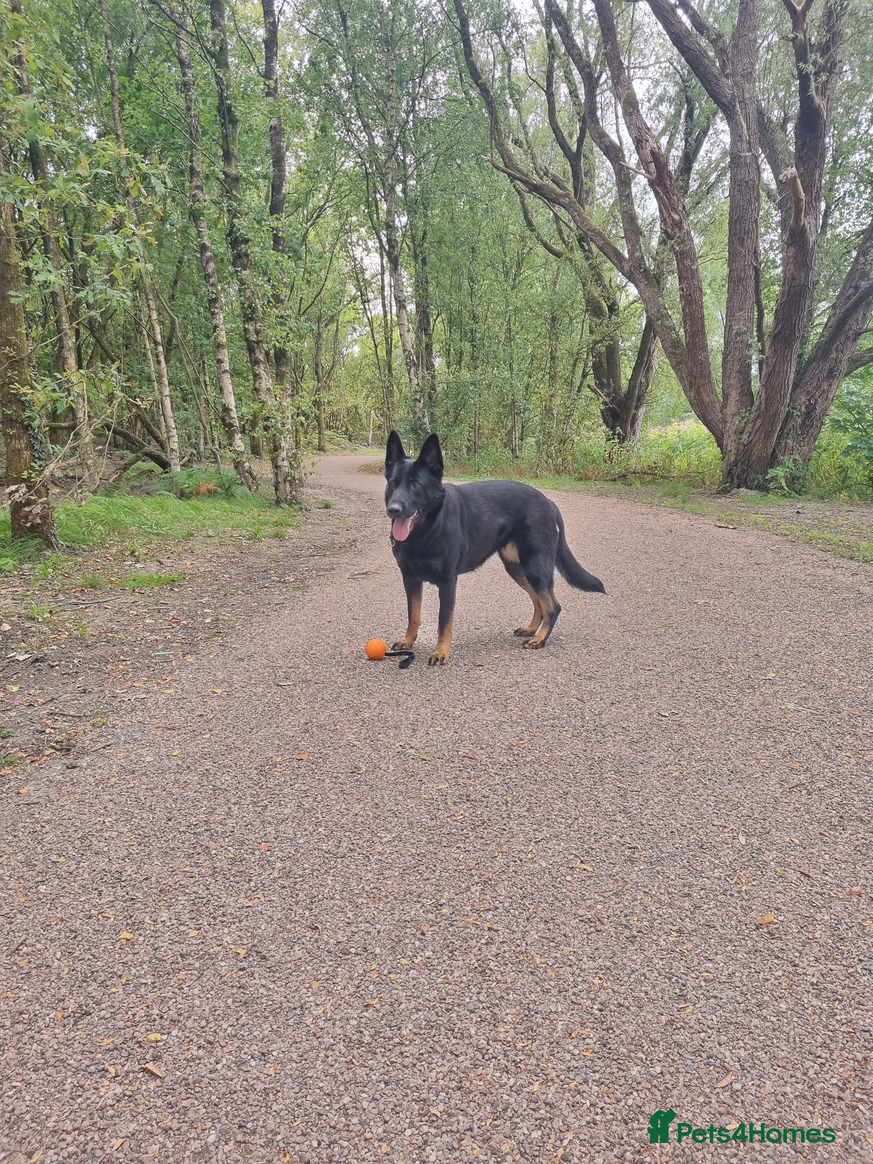 German Shepherd dogs Female german shepherd  - Advert 5