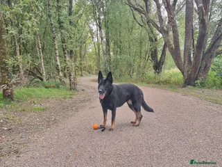 German Shepherd dogs Female german shepherd - Advert 5