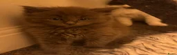 Ragcoon cats for sale: 🩵2 Beautiful Ragcoon Kittens Ready To Leave Now🩷 - Advert 7