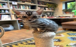 Bengal cats for sale: Female Bengal kitten available now - Image 20