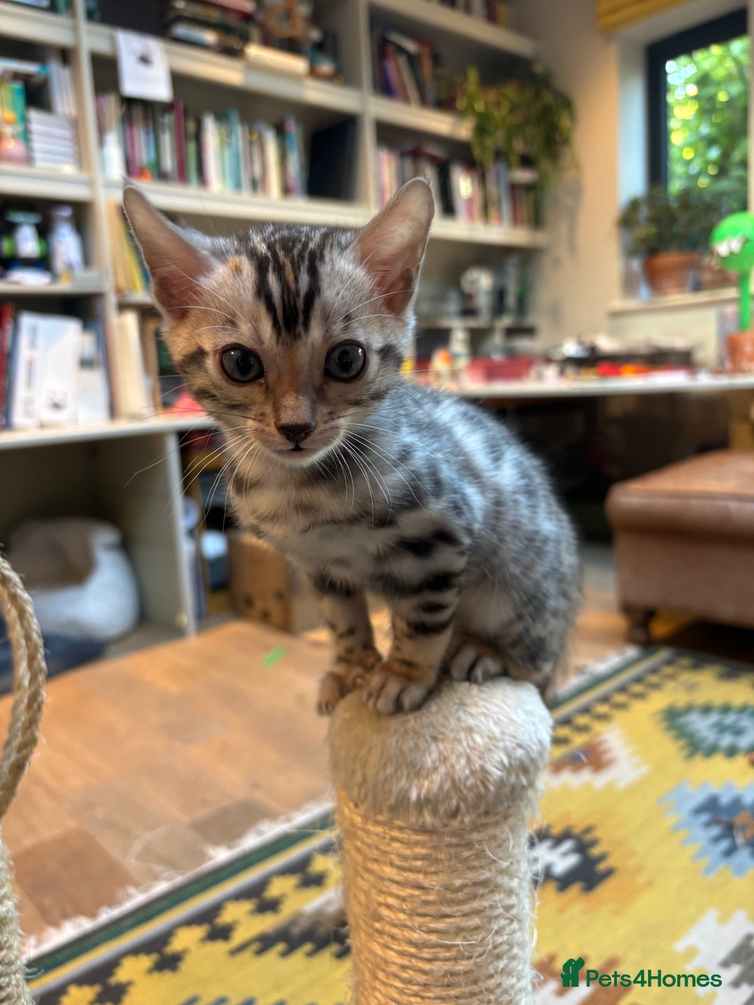 Bengal cats for sale: Female Bengal kitten available now - Image 20