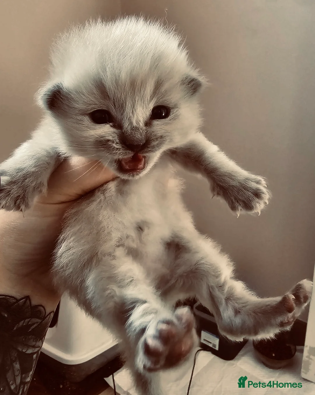 Ragdoll cats for stud: GCCF Proven Stud carrying chocolate in Glasgow - Advert 9