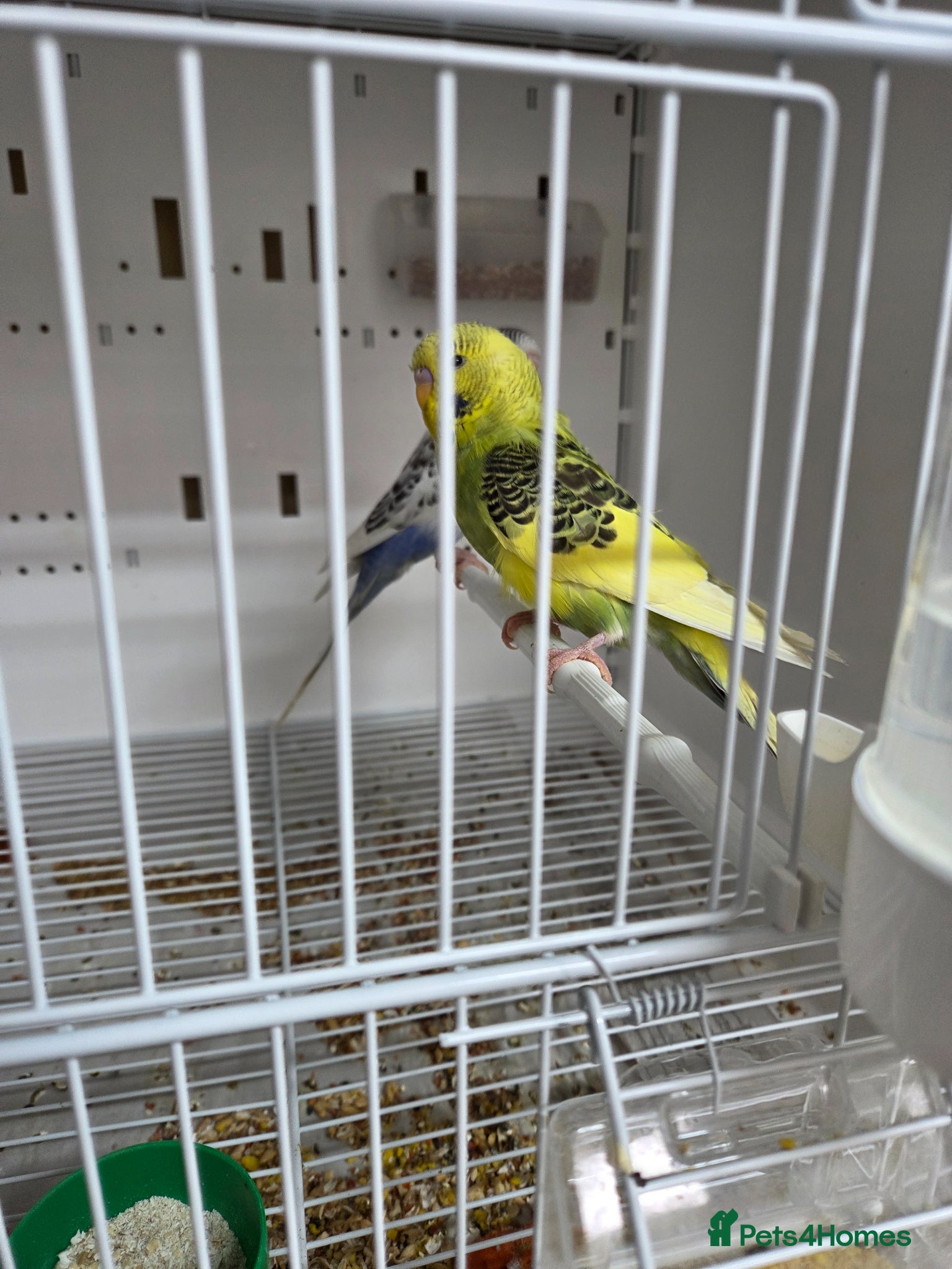 Budgerigars birds Semi tame budgies new stock - Advert 1