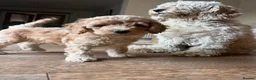 Cockapoo dogs for sale: Outstanding cockapoo puppies  - Advert 22
