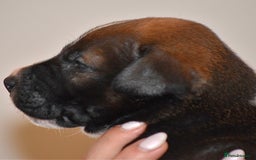 Belgian Shepherd Dog dogs for sale: Exceptional Herders from World-Class Lines - Image 37
