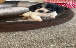 Cocker Spaniel dogs for sale: Cocker spaniel puppies  - Image 12