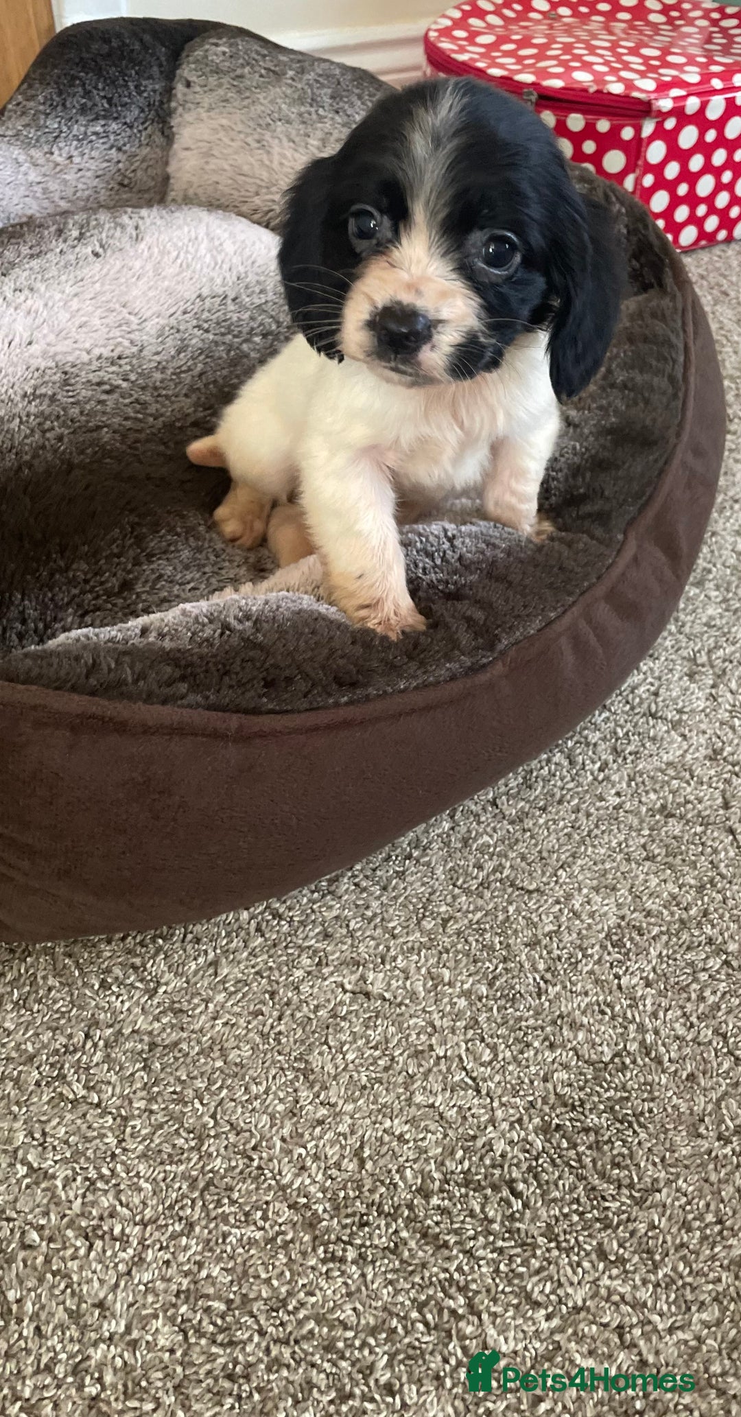 Cocker Spaniel dogs for sale: Cocker spaniel puppies  - Image 12