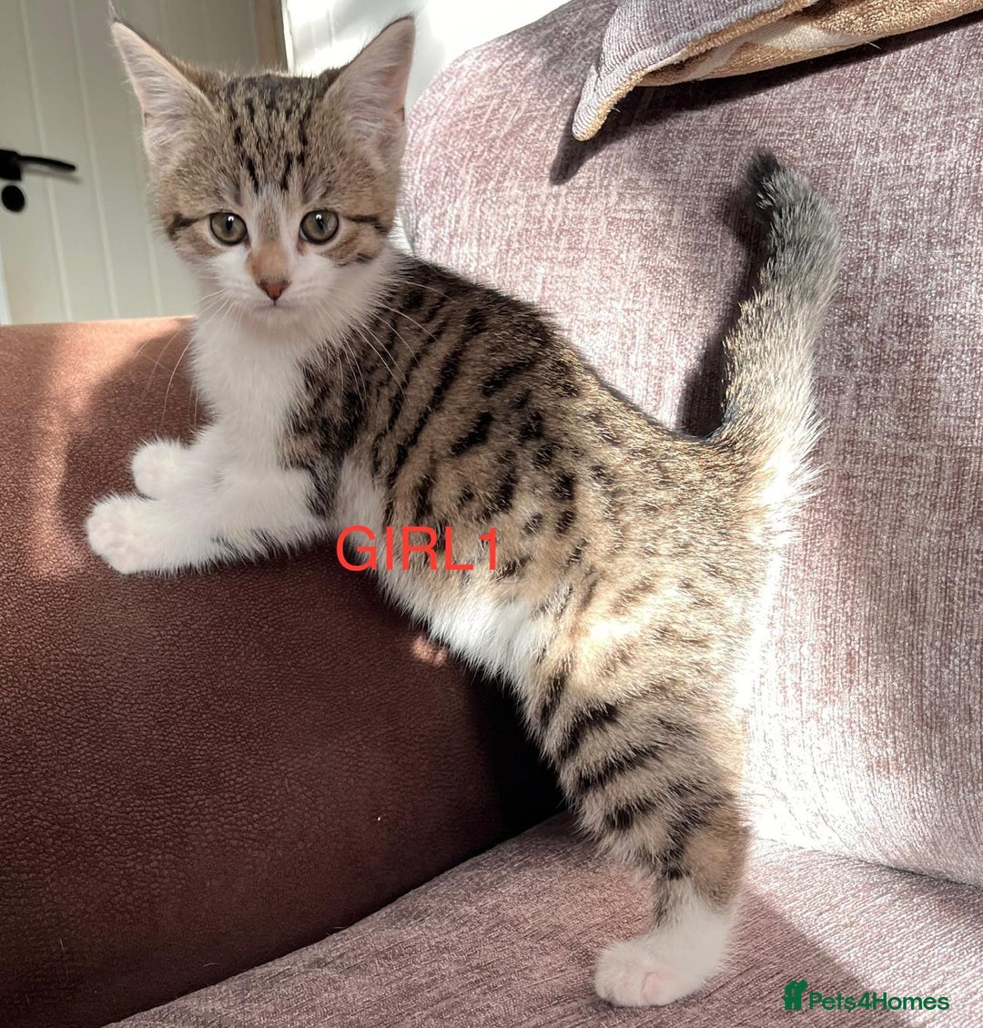 Mixed Breed cats for sale: Amazing kittens for sale  - Advert 20