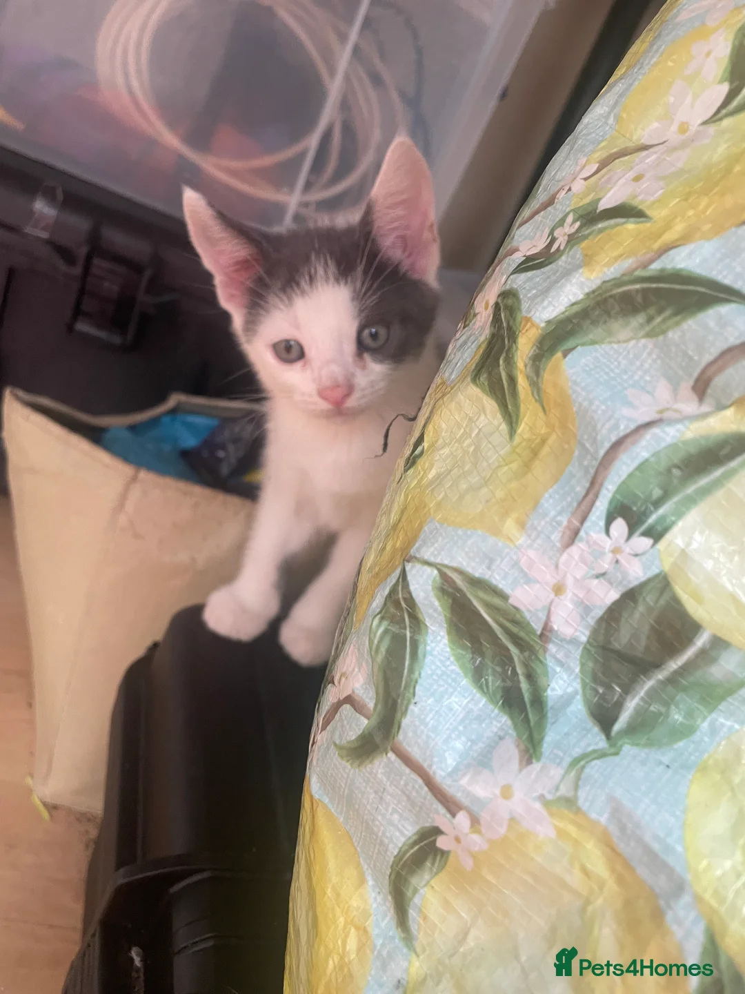 Mixed Breed cats for sale: 5 Adorable Kittens – Playful & Cute  - Advert 2