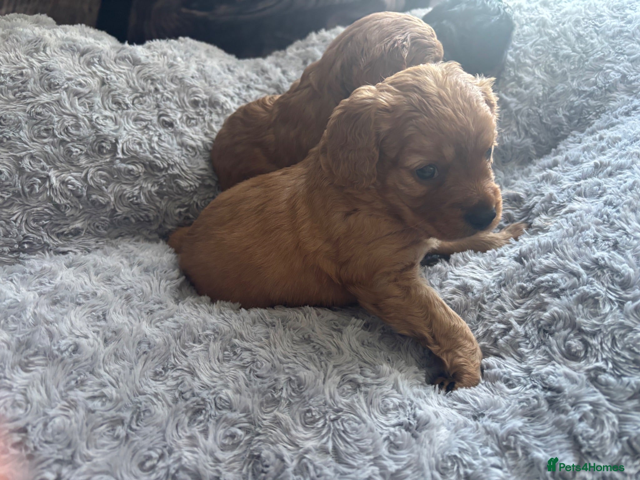 Cavapoo dogs Cute little cavas looking for their forever home!  - Advert 9