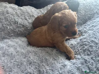 Cavapoo dogs Cute little cavas looking for their forever home! - Advert 9