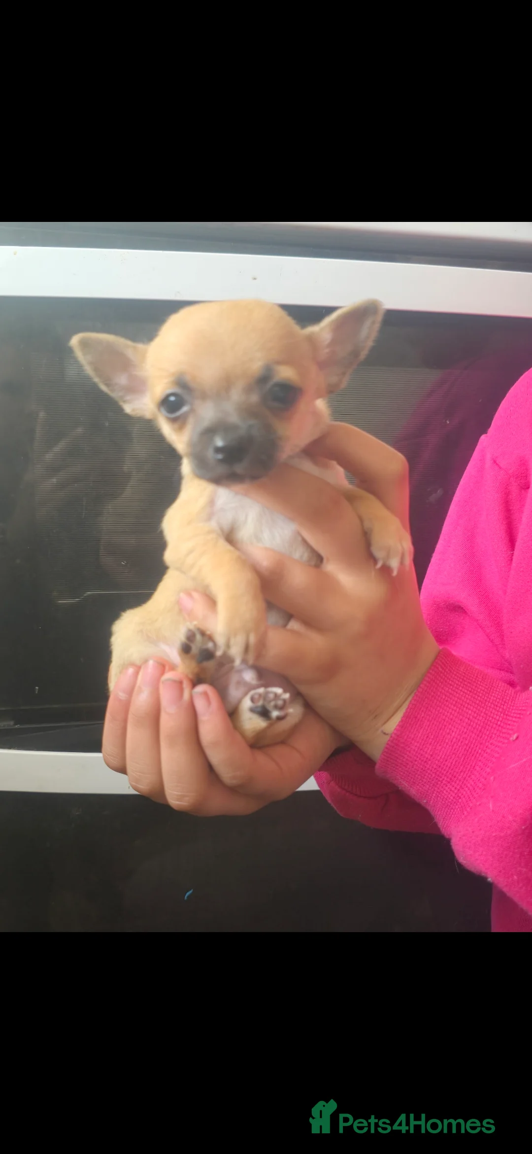 Chihuahua dogs for sale: Chihuahua puppies for sale  - Advert 2