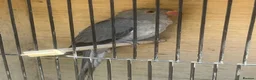 Ringnecks birds for sale: Grey ringneck in Ashton-under-Lyne - Advert 1