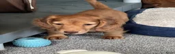 Miniature Dachshund dogs for sale: Shaded red longhaired boy and girl - Advert 13