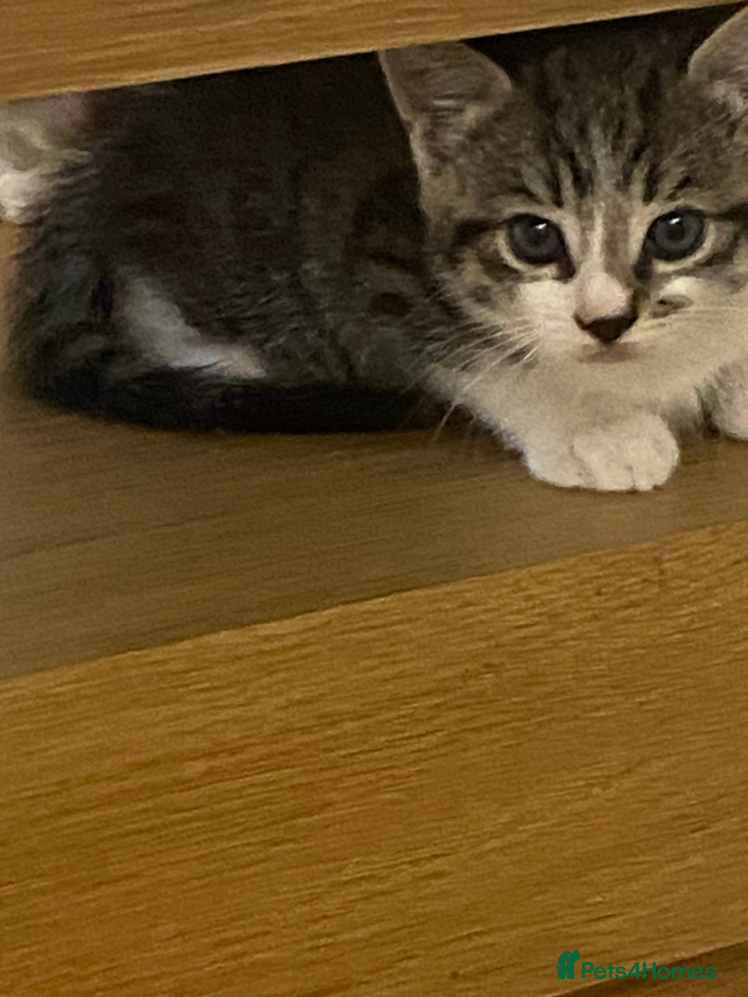 Mixed Breed cats for sale: 2 beautiful male kittens - Image 6