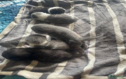 British Shorthair cats for sale: 5 kittens mixed litter 9 weeks old, ready now!  - Image 3