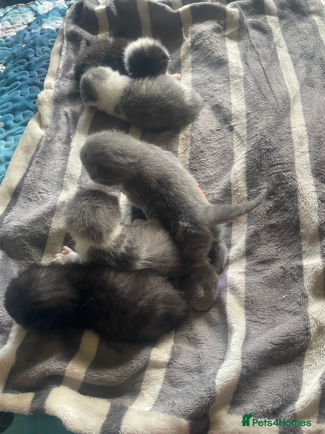 British Shorthair cats for sale: 5 kittens mixed litter 9 weeks old, ready now!  - Image 3