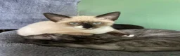 Mixed Breed cats for sale: Ghost & Pandora looking for forever homes - Advert 6