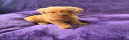 Miniature Poodle dogs for sale: Red minature poodles. in Aberdeen - Advert 8