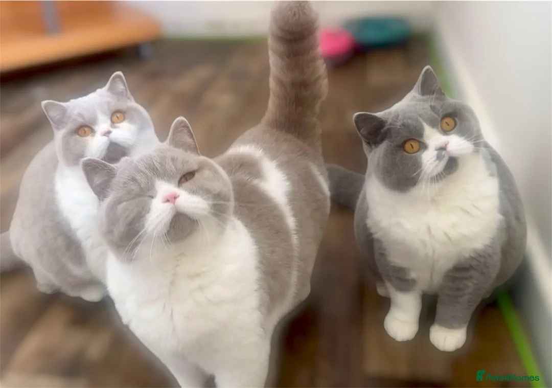 British Shorthair cats for sale: Healthy beautiful british shorthair girls 💗🫶🏻 - Advert 5