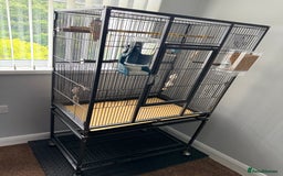 Budgerigars birds for sale: Budgie pair and cage bundle  - Image 6