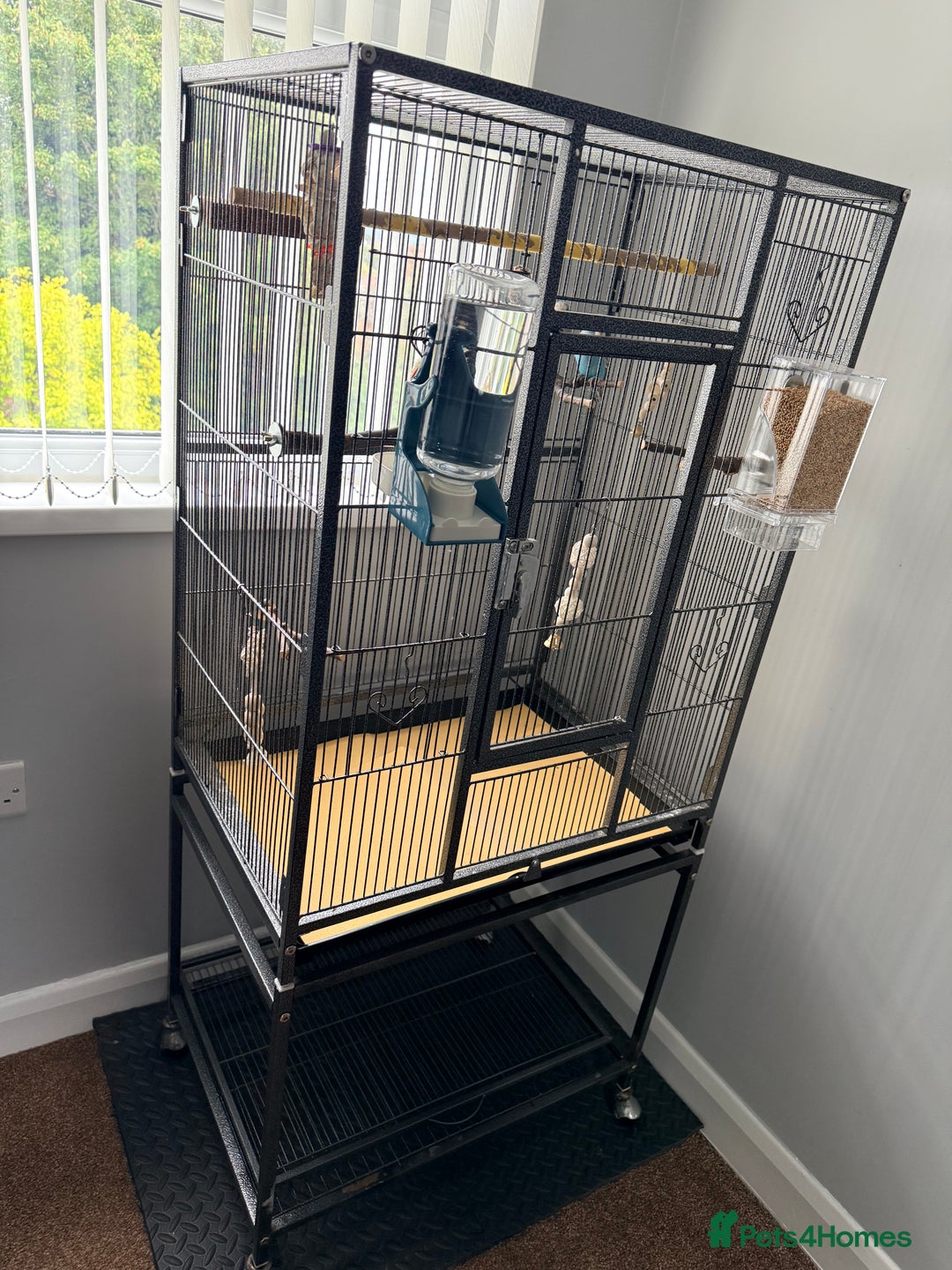 Budgerigars birds for sale: Budgie pair and cage bundle  - Image 6